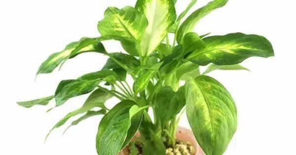  【搜罗】史上最全“懒人植物”大搜罗，看看哪盆才是你的心头好