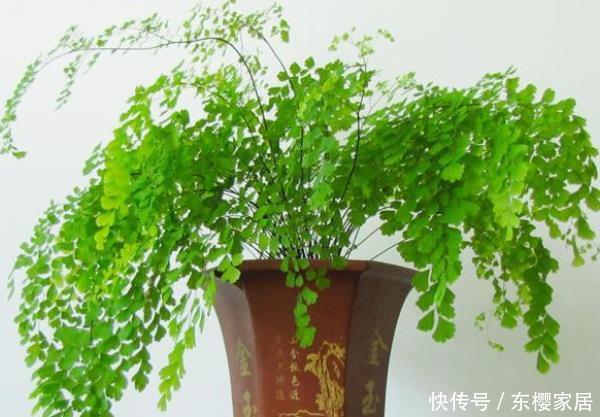  适合@这3种花最适合养客厅，净化空气吸甲醛，异味通通都跑掉！