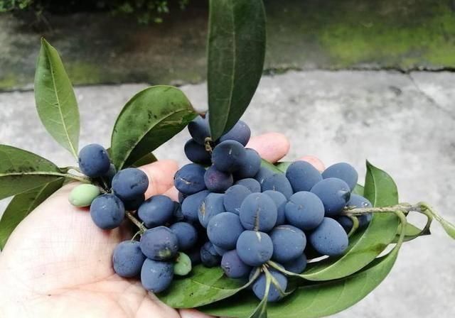  #万物#酸咪草凤仙花桂花果，有他们在的地区，万物皆满春！