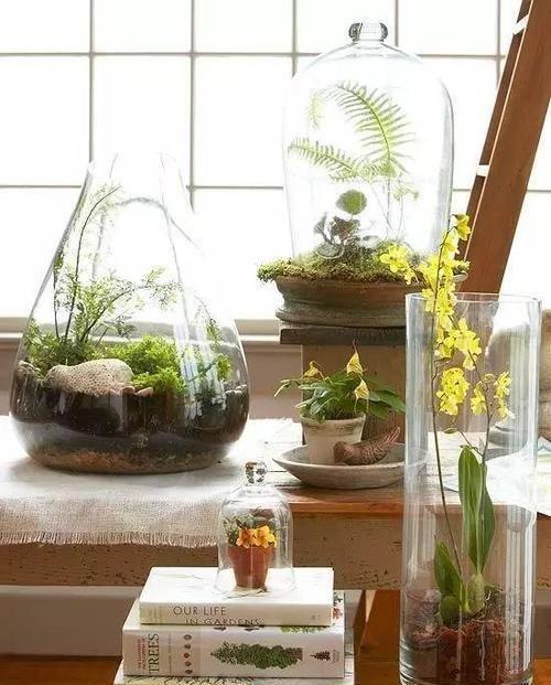  [植物]12种能养玻璃瓶中的植物，喜欢纯粹的绿植
