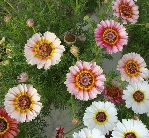  『排水良好』推荐一花多色的5种植物，缤纷多姿