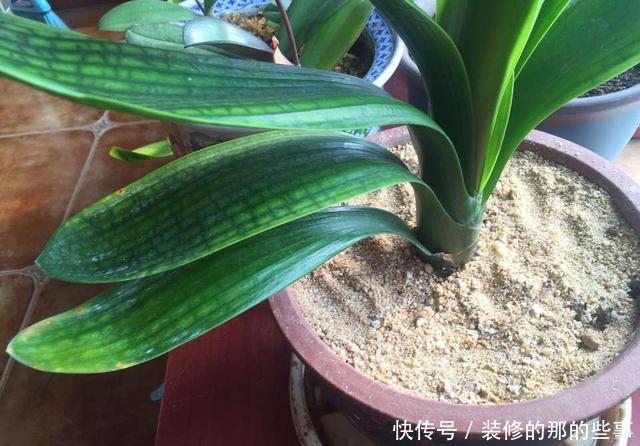 『沙子』家庭养花,2个“小妙招”,几十盆花都养得好好的,叶翠绿花儿美