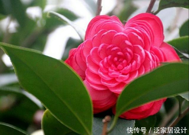 「珍品」怎样才能繁殖出漂亮的茶花珍品“十八学士”