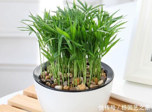 『绿藻』水培花卉养护窍门,这4步很关键,不见绿藻不怕烂,观赏价值翻番