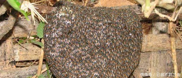 农村朋友注意啦！这些养殖业年收入10万以上，根本不愁销路~