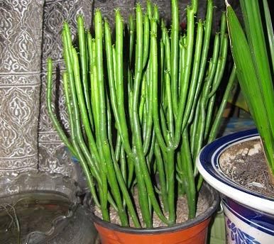  『植物』它没叶，全是枝干，注意生长环境，护理的当，你也可以养开花