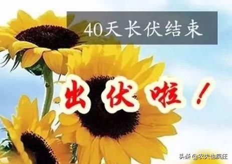 三伏天结束了，处暑将至，后面还热吗？今年会有秋老虎吗？