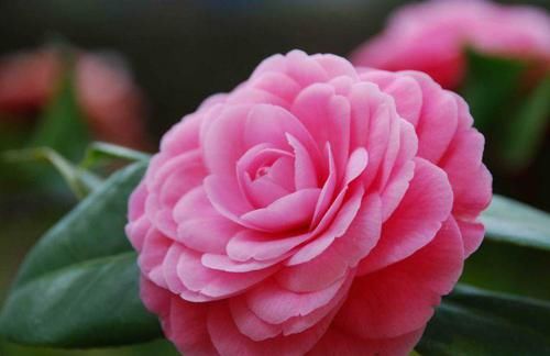  #重瓣牵牛花#庭院选这几款花，花姿妖娆，盛开时繁花似锦，花色美轮美奂