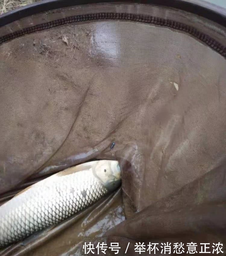 大蓝■大蓝鲫·腥世界爽钓鳊!爆护!爆护!