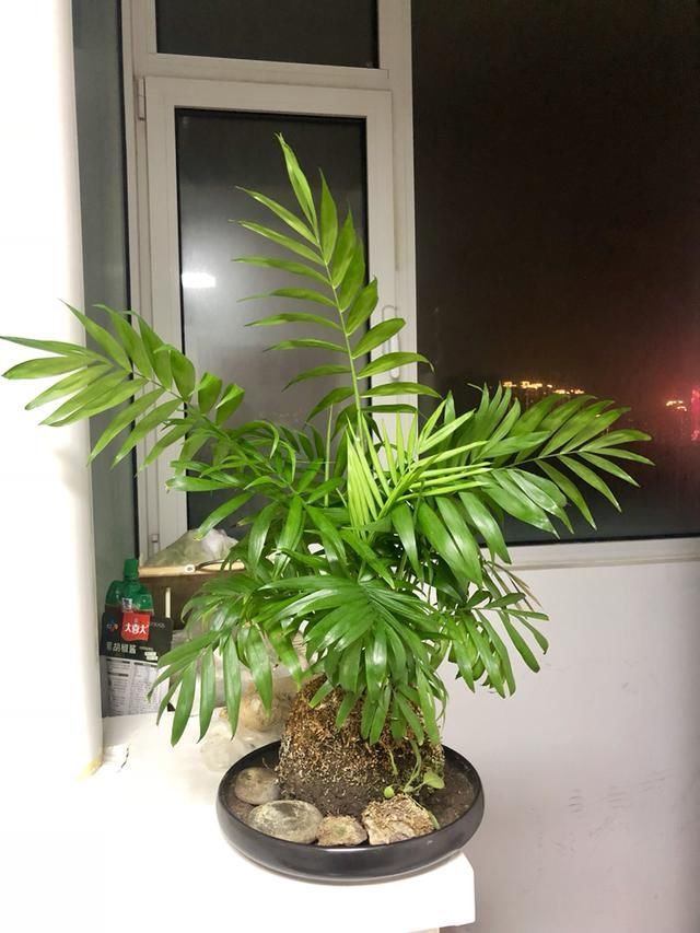「蕨类植物」聪明人爱养的耐阴花,高贵不俗气,叶子长得跟油画似的