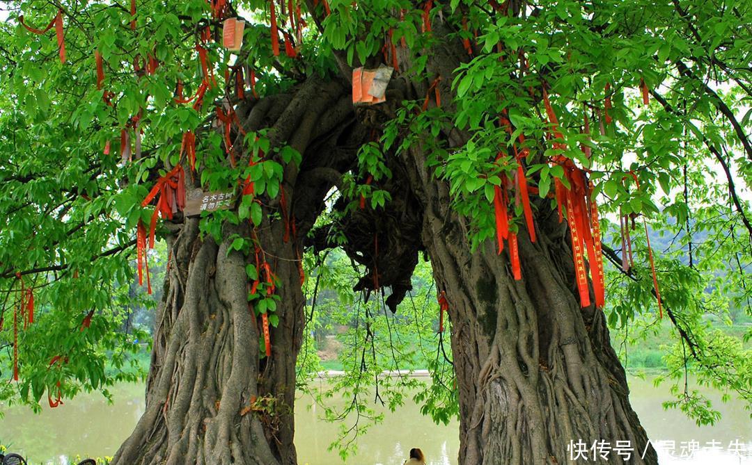 成都这座古镇，坐拥12棵千年古榕，纳凉戏水的好去处