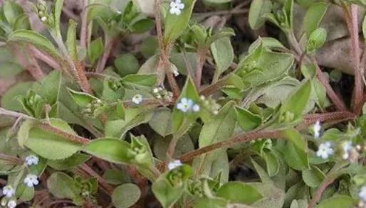  用来■农村一种常见植物，“鸡肠草”，过去用来喂猪，如今价值