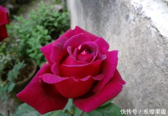 「只养」只养这1种花,就能打造绝美花园和阳台!月季品种和养护要点!