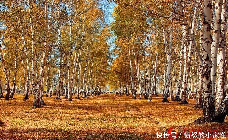 新疆哈巴河县:金秋油画白桦林