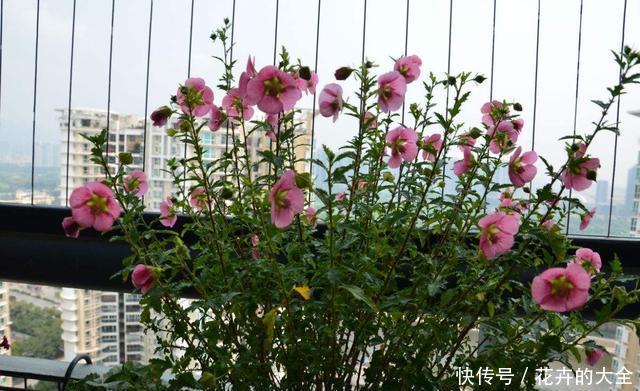  『花儿』4种花，是好养的“开花机器”，阳台养一盆，花儿天天开爆盆