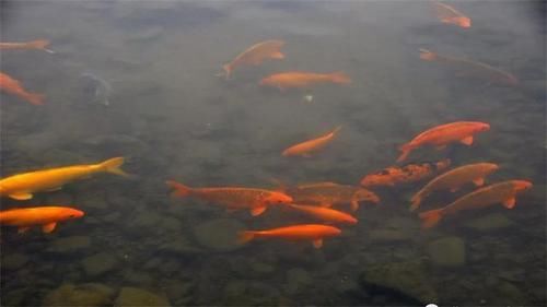 淡水鱼无法在海水中存活，黄河流入大海之后，河中的鱼去哪了呢？