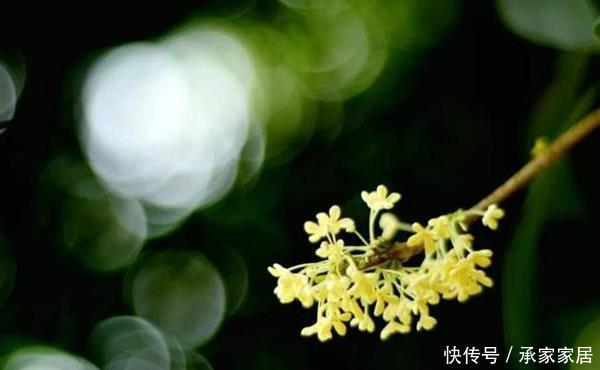 『桂花生长』受人喜欢的桂花十里飘香,掌握这几点养护技巧,最后堪称桂冠之作