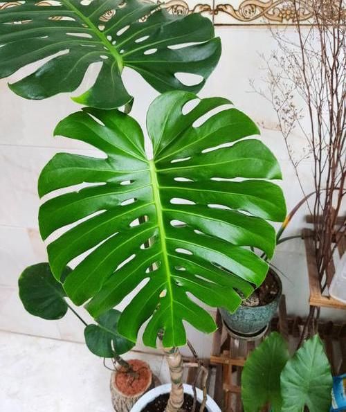 #家里#北欧四兄弟,4种阔叶植物,养在家里能加湿,夏季不用怕燥热