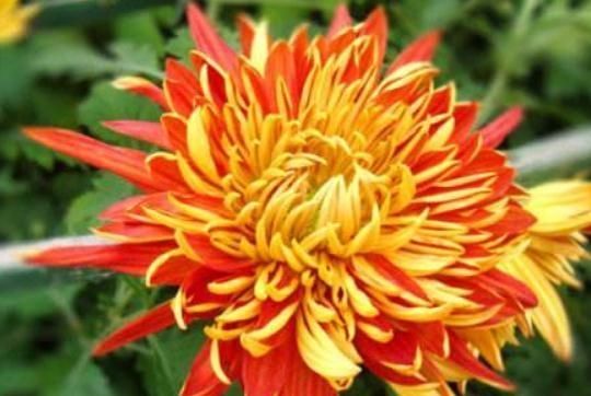  『金背大红』养盆“红菊”摆客厅，花朵有双色，便宜又好养，花一开“满屋红”