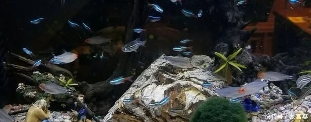  「青苔」清缸小钢炮：青苔鼠，吃藻又翻泥，想说爱你不容易