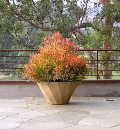  『盆栽』常见12种植物养成不可思议的盆栽！