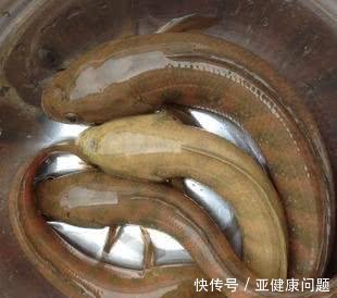 生态杀手江苏河道现怪鱼，引发关注，有人担忧其泛滥