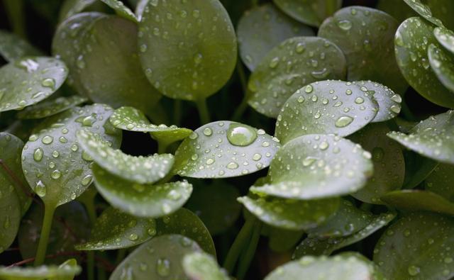 新宠|家居新宠豆瓣绿养护“小技巧”,家里养一盆,枝叶浓密又碧绿