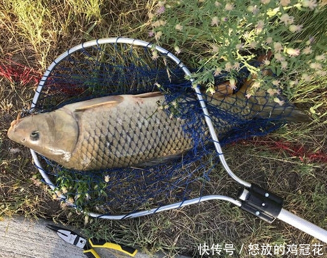 『玉米』用自制玉米钓饵在野塘钓鲤鱼,20分钟斩获11磅11盎司的大鲤鱼!