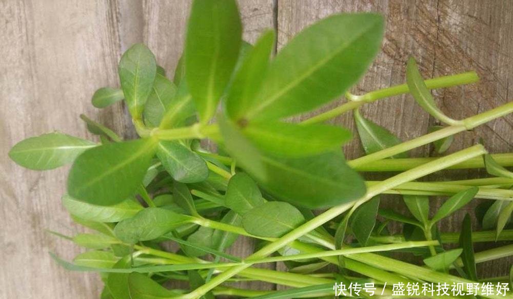  [我国]作为饲料引入我国，曾被当成救荒野菜食用，如今却成农村