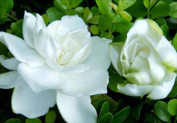 栀子花花苞:只要养护好,栀子花2月也开花,花后别忘一件事,越长越旺