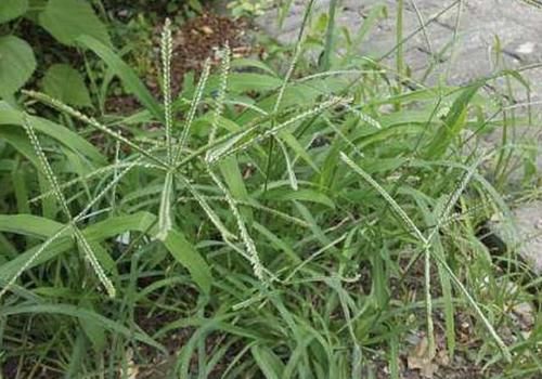  『珍贵』1种野草根茎粗壮，人称“牛筋草”，生长在农地被忽视，其实珍贵