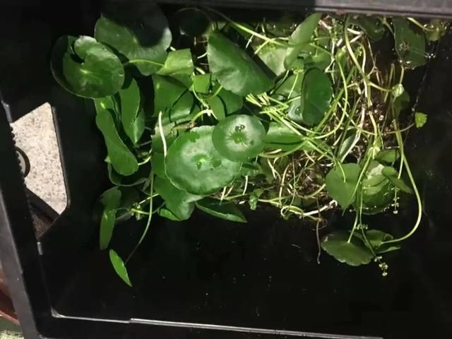  『特别』朋友到花市买这8种盆栽植物，长得特别旺盛，比养绿萝还简单
