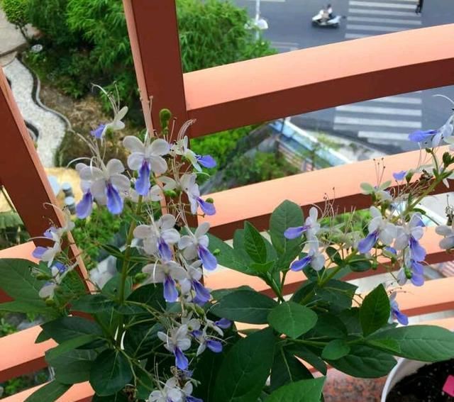  此种|此种新型观赏植物，花朵似蝴蝶，四季有花开，种植也很容易