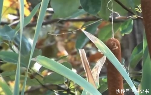  远销|中国农村常见的“香肠草”，远销国外，老外激动：浑身都是