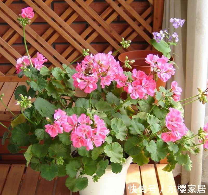  『代表』人养花，花也养人，1种花代表1种寓意，你在养哪种？
