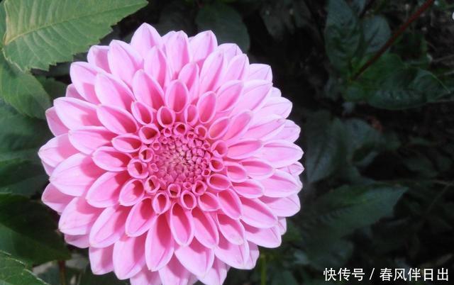 种花|3种花现在养正合适,开花量大能爆盆,四季开花花色丰富,很好养