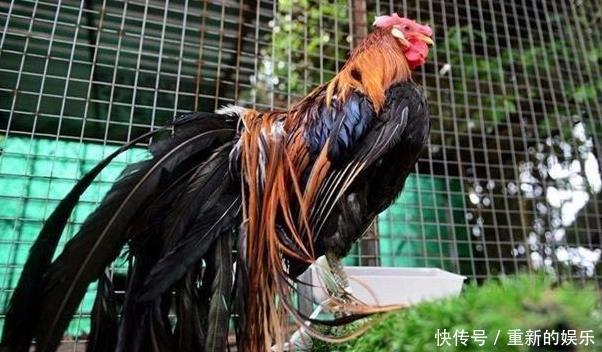 农村大叔养的这种鸡，堪称鸡界的“兰博基尼”，一只能卖2万元