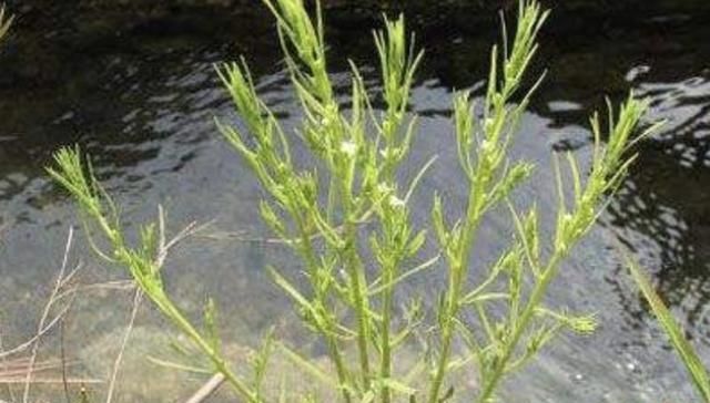  别称■1种杂草有“20厘米高”，人称“百蕊草”，采摘晾干，1斤3