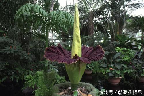  『最臭』世界上最臭的花——巨魔芋，味道如同腐尸(叶片直径可超5米)