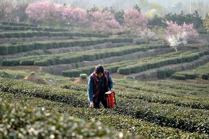  『日照』日照岚山：清明时节好春光，家家户户采茶忙