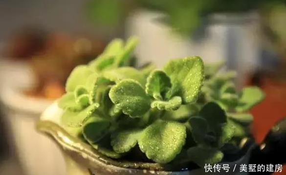  最命■最命大的几种花，随便插个枝就能活，新手都养不死，再不用花钱了