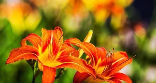  #伤害不了你#喜欢菊花，不如养盆萱草花，花朵柔美高雅，一次开爆