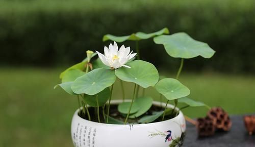 种植■荷花是我国十大名花之一,荷花如何在家栽种?
