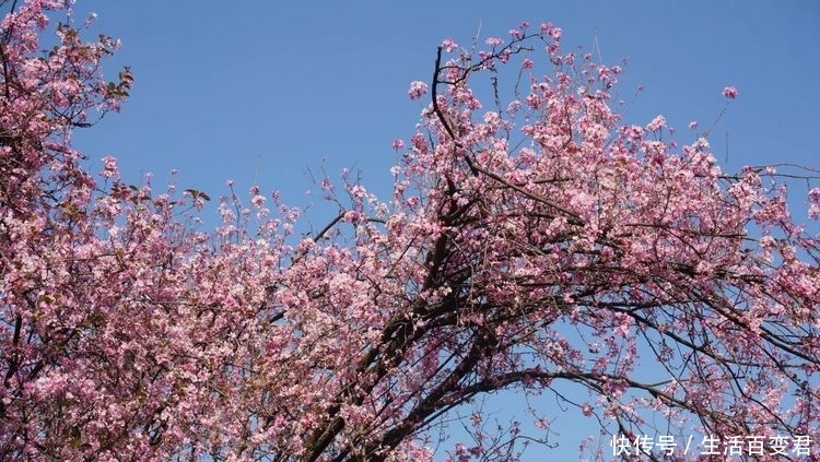 圆通花潮舞翩跹：三月春暖花开的季节，这里是昆明最经典的赏花地