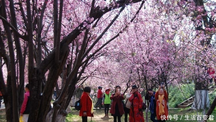 圆通花潮舞翩跹：三月春暖花开的季节，这里是昆明最经典的赏花地
