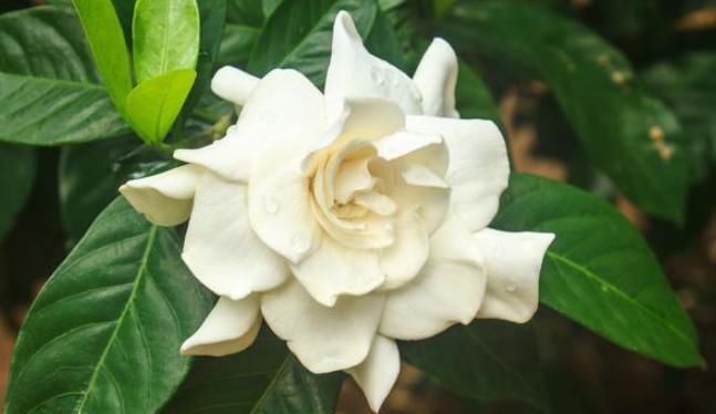  「轻松」十年老花农养栀子花，轻松开出馥郁大花，花开不停香飘十里