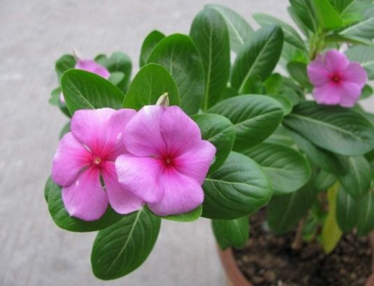  [生长]阳台首选这几款花，四季开花不断，阳台变花海，花色绚丽多彩