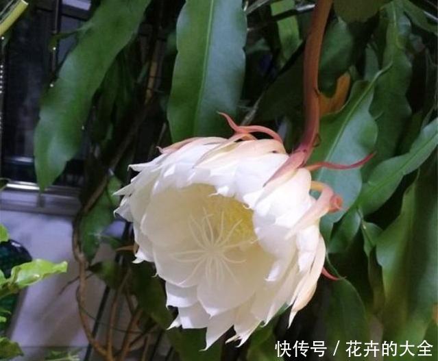 白天@如何让昙花顺利开花,或是白天开花?学会这么做,简单有效
