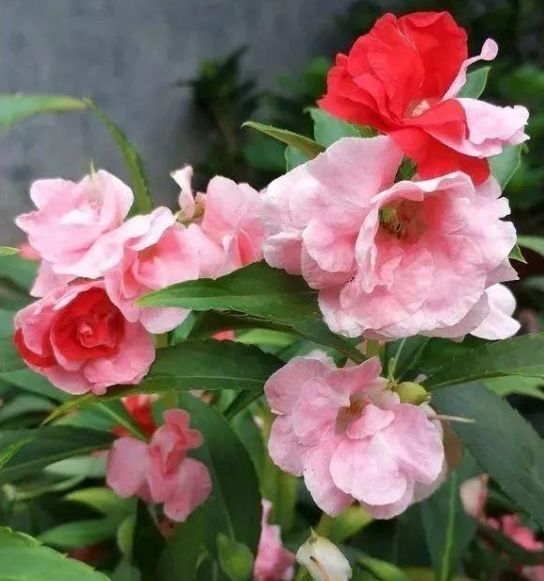 「适合」有5种花卉,花色绚丽,花期长,优美妖娆,适合在阳台养护和观赏