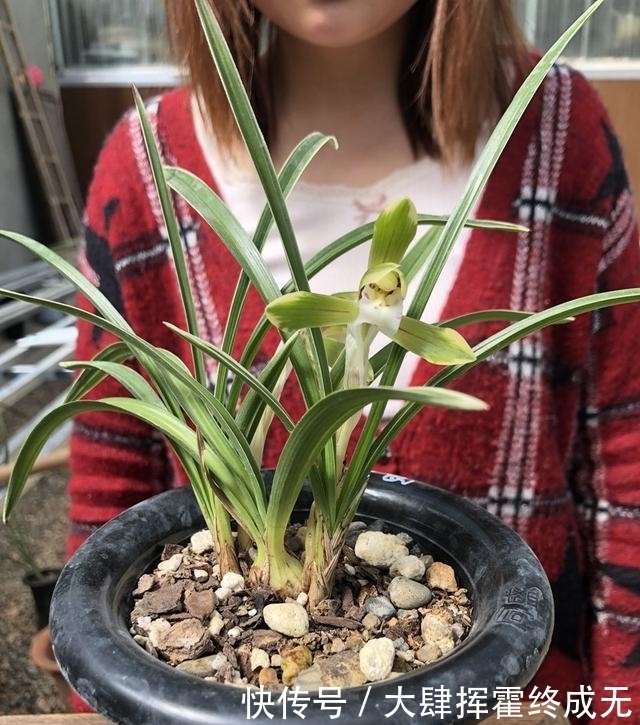 『要施肥』兰花春天分苗或者换盆后，换的新植料，多久可施肥？